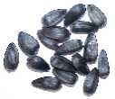 sunflower_seed.jpg
