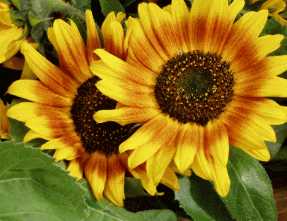 sunflowers.jpg
